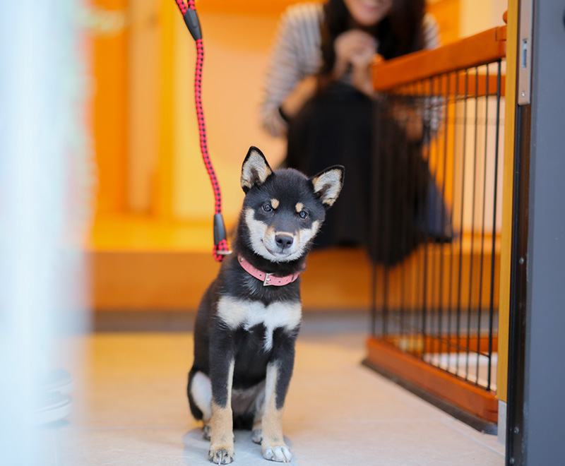 玄関で犬が座っている画像